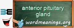 WordMeaning blackboard for anterior pituitary gland